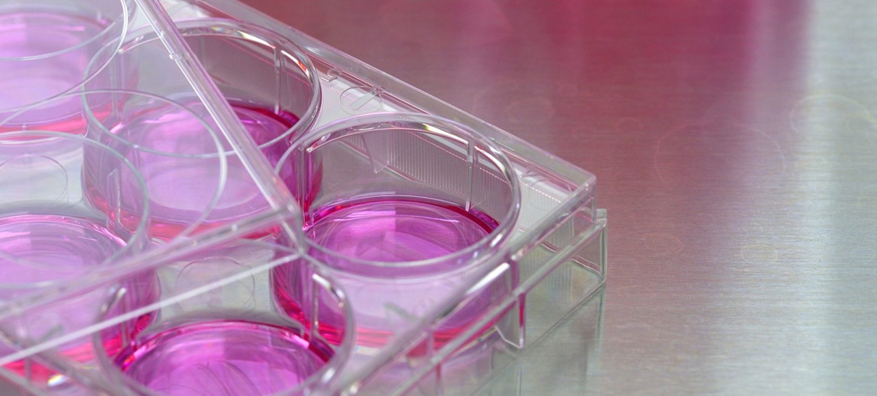 A tray of purple liquid in petri dishes.